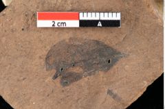 Foto (Detailansicht) von Sphaeria palaeobumeliae Ettingshausen (NHMW-GEO-2024-0188-0038)